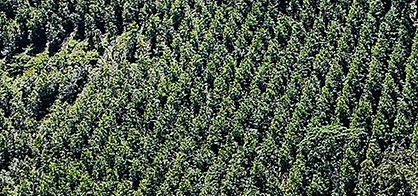 Forest Management Policy Statement