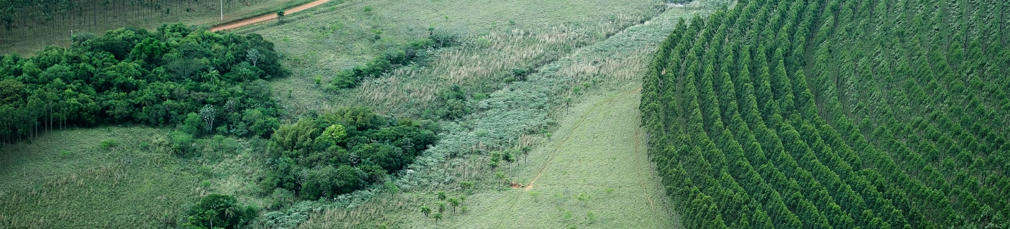 Forestry landscape
