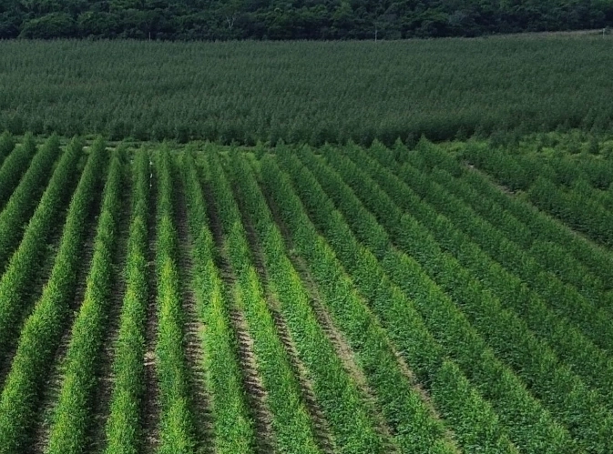 FLS forestry project in Paraguay