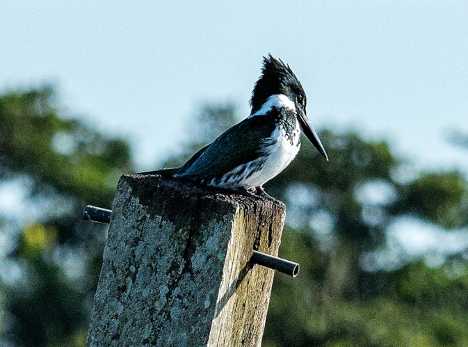 Bird in an FLS project landscape