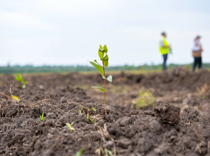 Young tree planted at Project Midgard