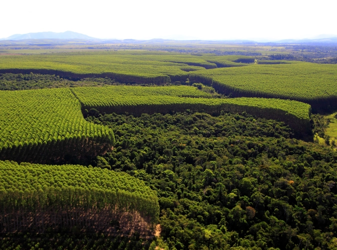 FLS forestry project