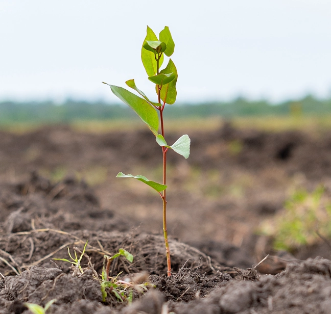Young tree growing in soil