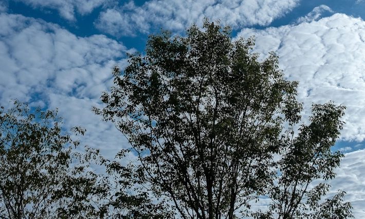 FLS trees in the FLS forest
