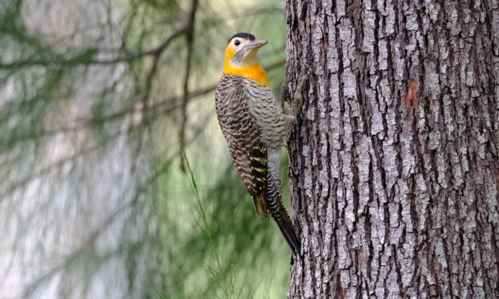 Campo Flicker (Colaptes campestris) visiting the FLS forests