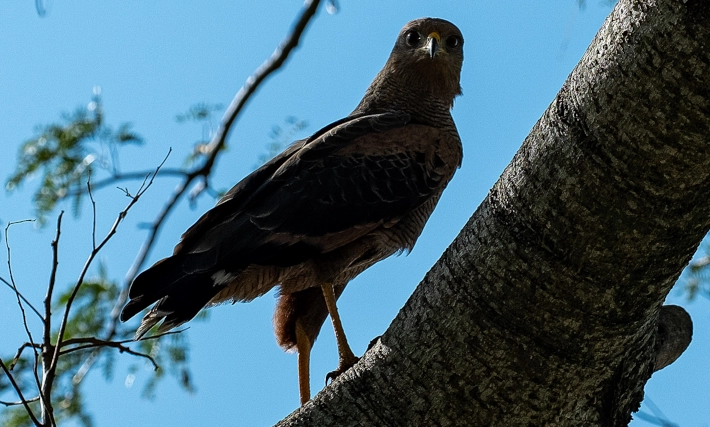 Wildlife in an FLS project landscape