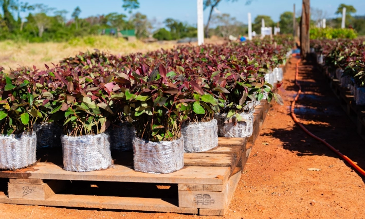 FLS nursery plants