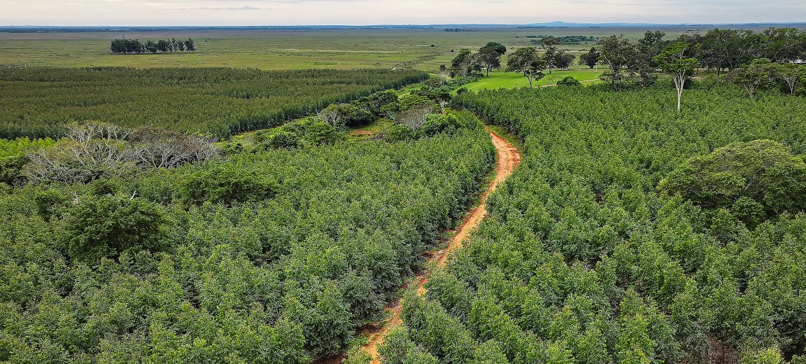 Forestry landscape