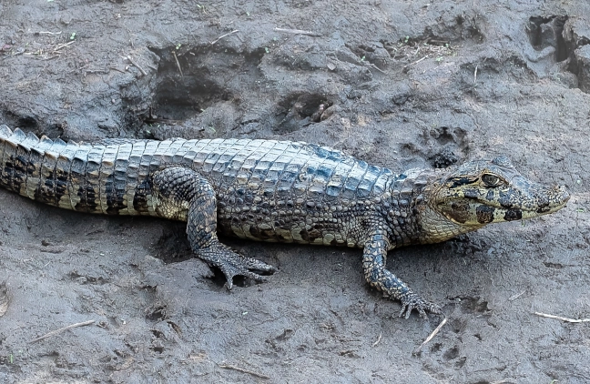 Wildlife within an FLS project landscape