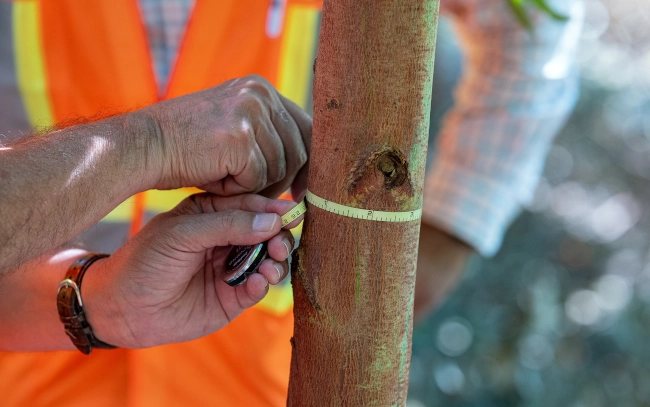 Measuring a tree trunk