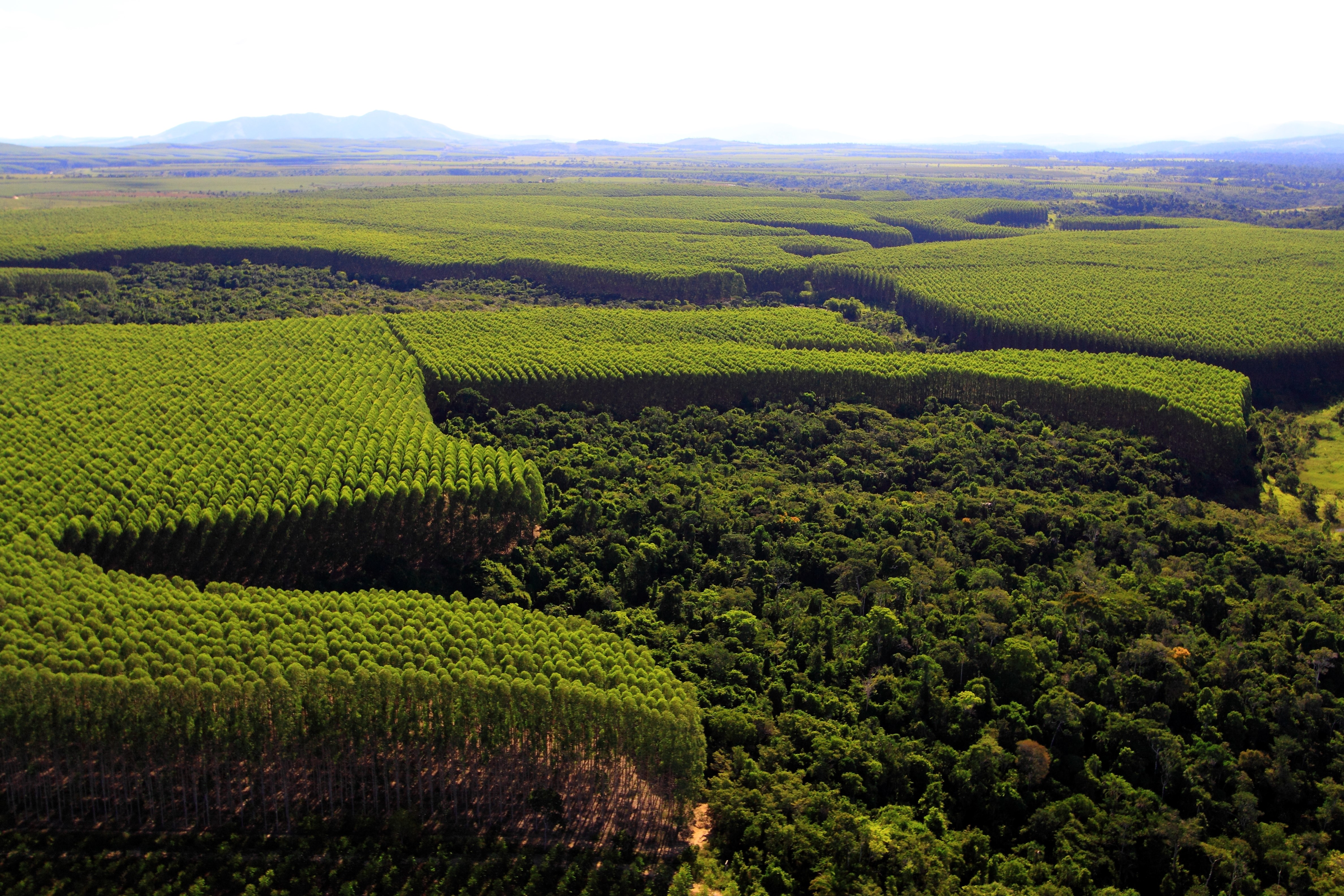 An example of mosaic forestry